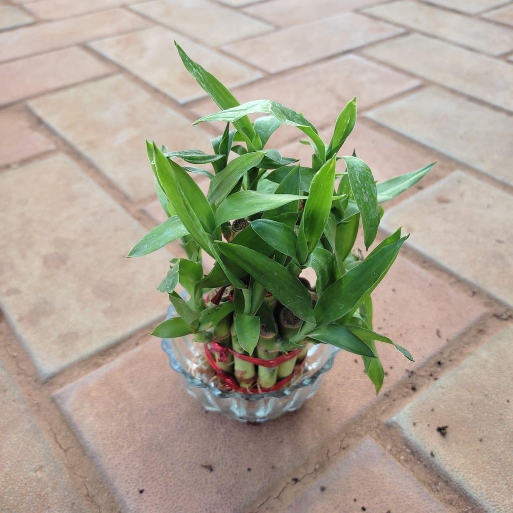 Lucky Bamboo 2 Layer in 3 Inch Glass Pot