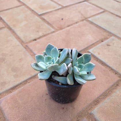 Buy Echeveria Desmetiana Succulent in 3 Inch Plastic Pot Online | Urvann.com