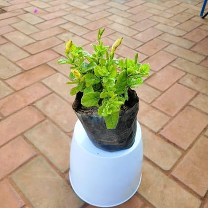 Buy Allamanda Creeper (any colour) in 5 Inch Nursery Bag Online | Urvann.com