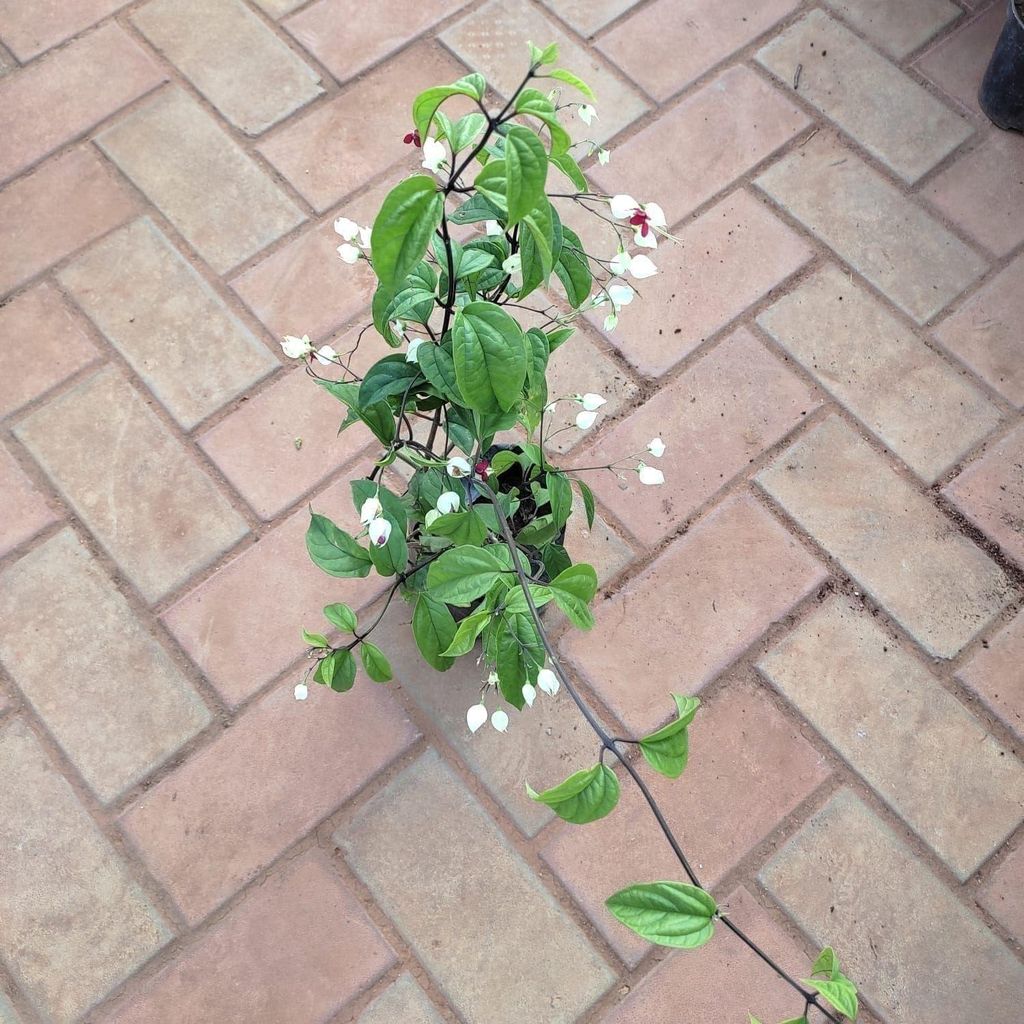 Bleeding Heart (any colour) in 6 Inch Nursery Bag