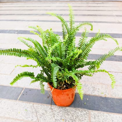 Fern Green in 6 Inch Nursery Pot