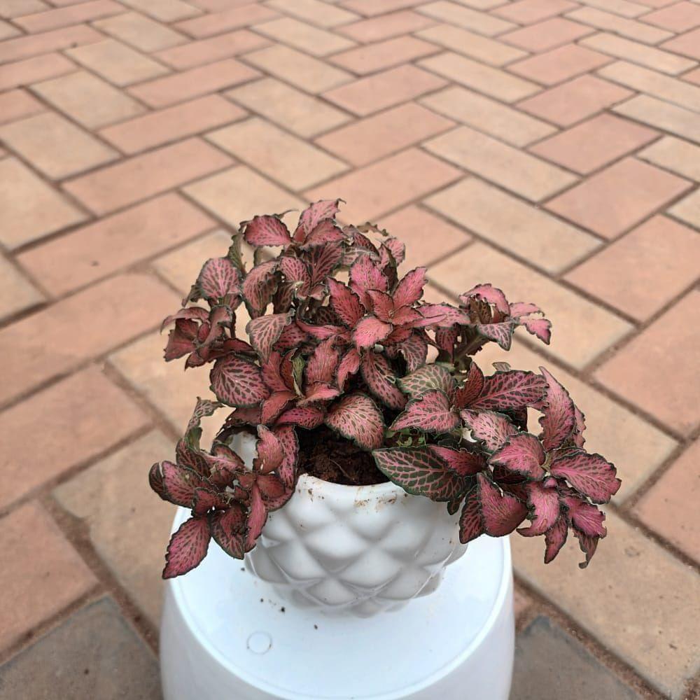 Fittonia / Nerve Plant Red Leaf in 4 Inch Pineapple Handi Ceramic Pot