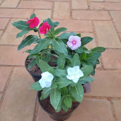 Buy Set of 3 - Periwinkle / Sadabahar / Vinca (any colour) in 4 Inch Plastic Pot Online | Urvann.com