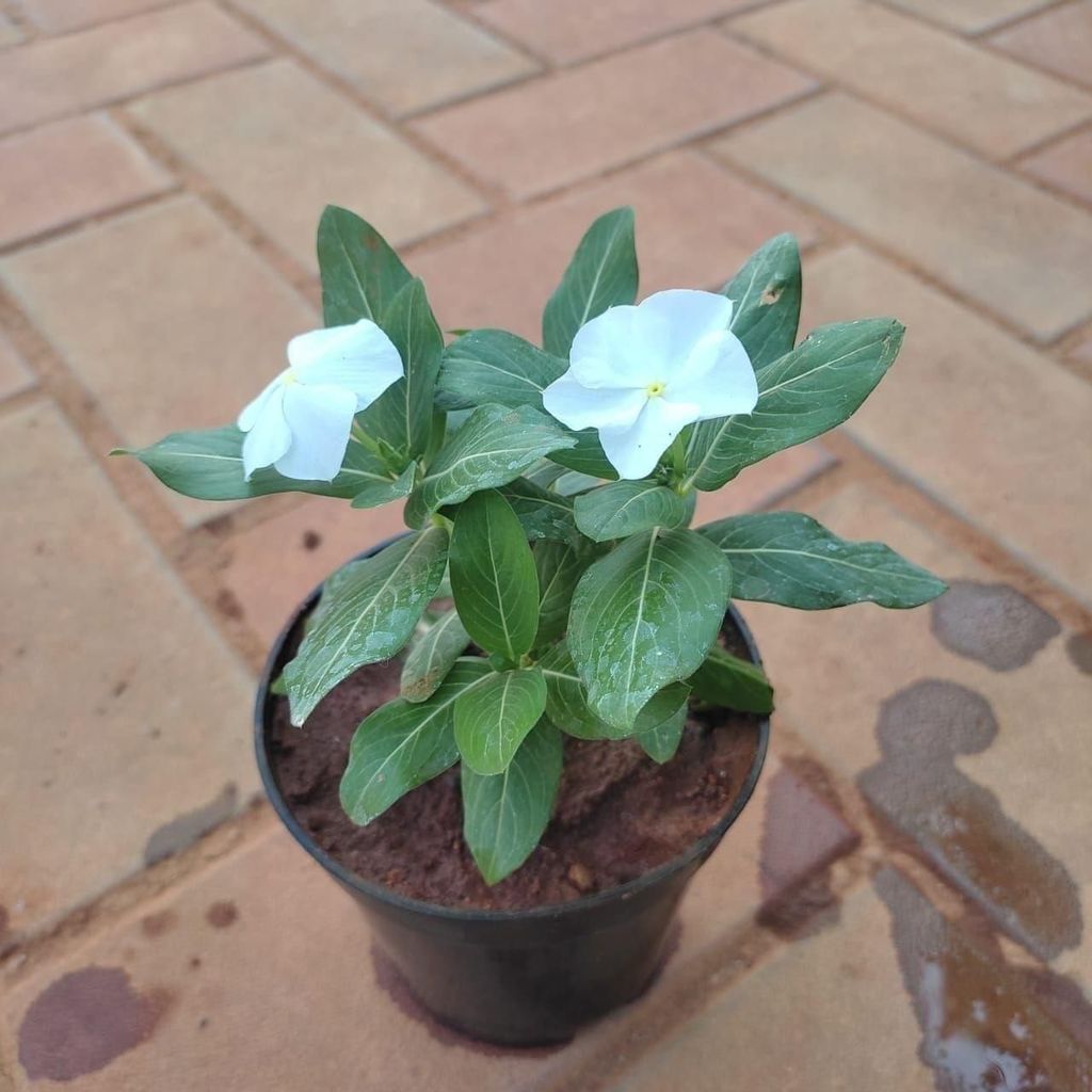 Periwinkle / Sadabahar / Vinca in 4 Inch Nursery Pot (Any Colour)