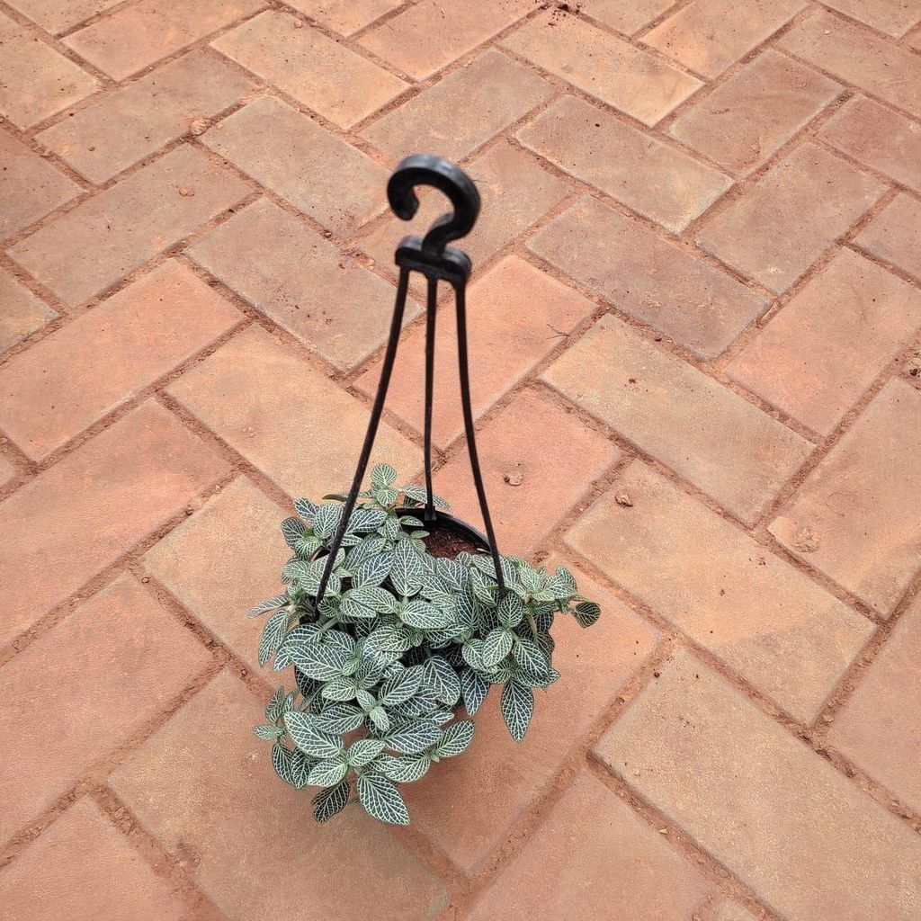 Fittonia / Nerve Plant Green in 5 Inch Black Hanging Basket