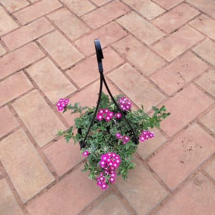 Buy Verbena Pink in 5 Inch Black Hanging Basket Online | Urvann.com