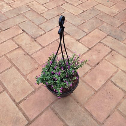 Buy Cuphea / False Heather Pink in 5 Inch Black Hanging Basket Online | Urvann.com