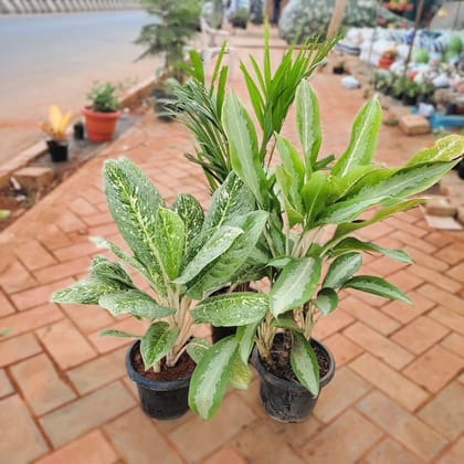 Air Purifying Large Indoor Special - Set of 3 - Aglaonema Variegated Tiger, Maria Christina & Areca palm in 8 Inch Nursery Pot