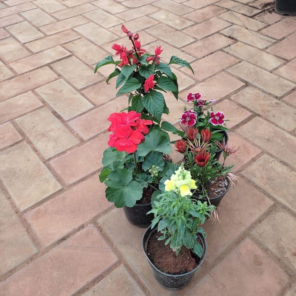 Flowering Combo - Set of 5 - Dog Flower, Salvia, Dianthus, Balsam & Gazania) (any colour) in 5 Inch Nursery Pot