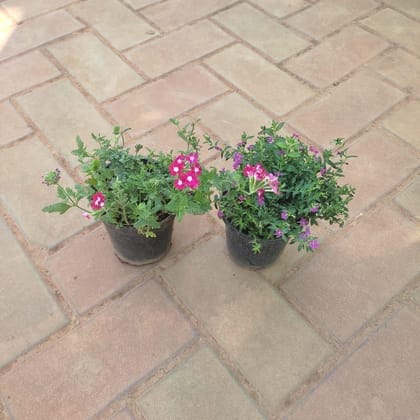 Buy Set Of 2 - Verbena (any colour) in 4 Inch Plastic Pot Online | Urvann.com