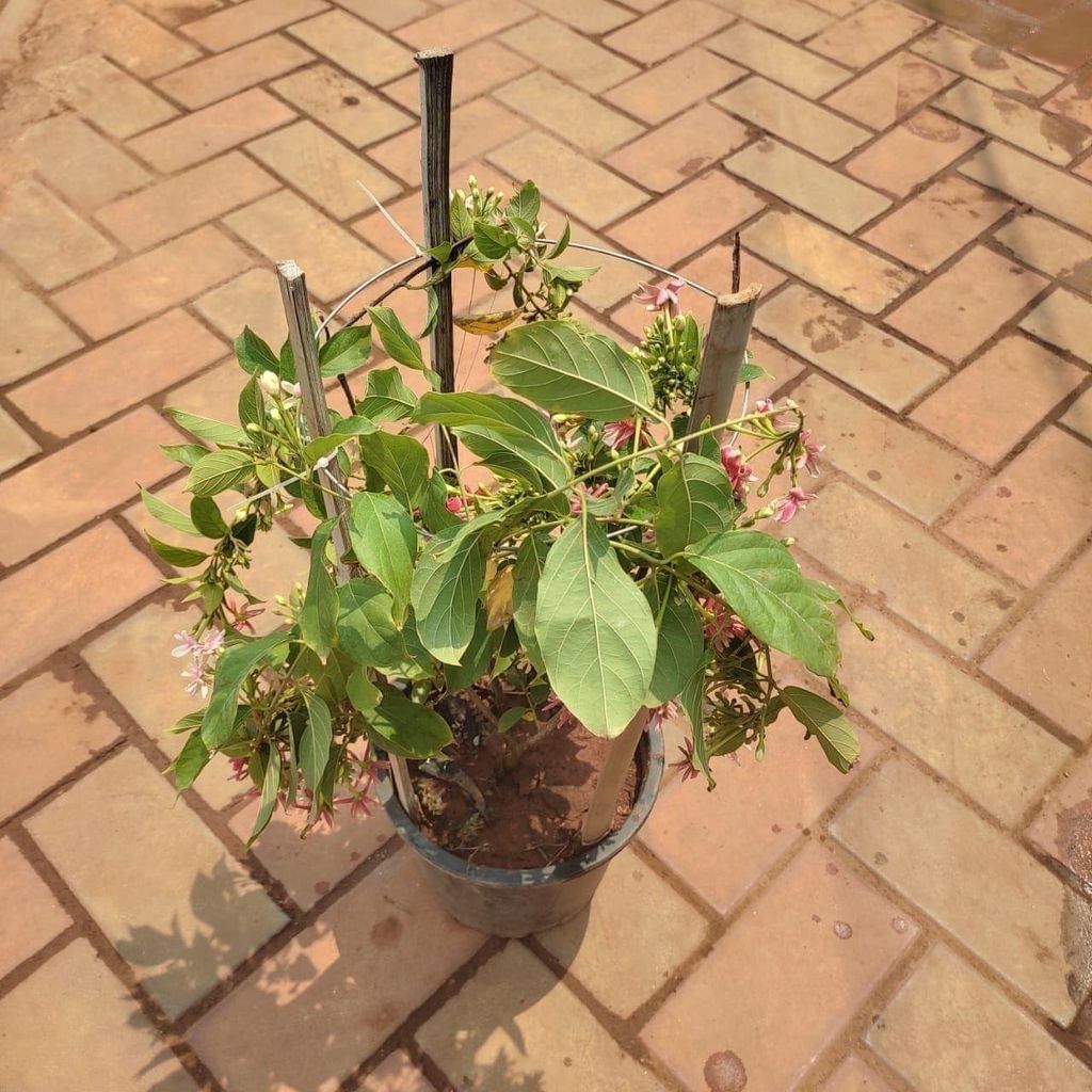 Madhu Malti / Rangoon Creeper in 8 Inch Nursery Pot