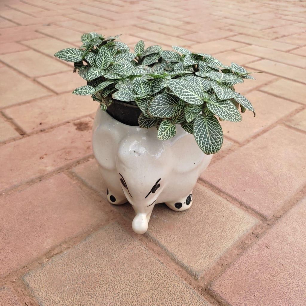 Fittonia / Nerve Plant in 5 Inch Cute Elephant Designer Ceramic Pot