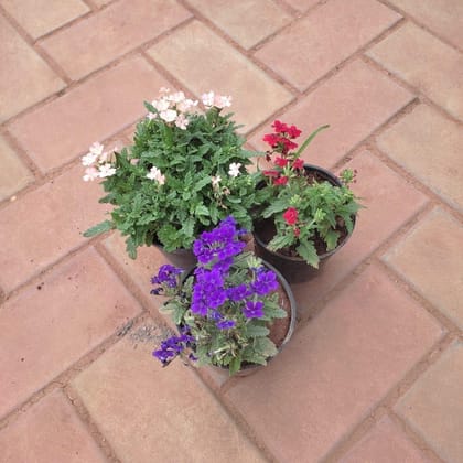 Buy Set of 3 - Verbena (any colour) in 4 Inch Plastic Pot Online | Urvann.com