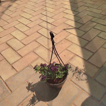 Buy Verbena (any colour) in 5 Inch Black Hanging Basket Online | Urvann.com