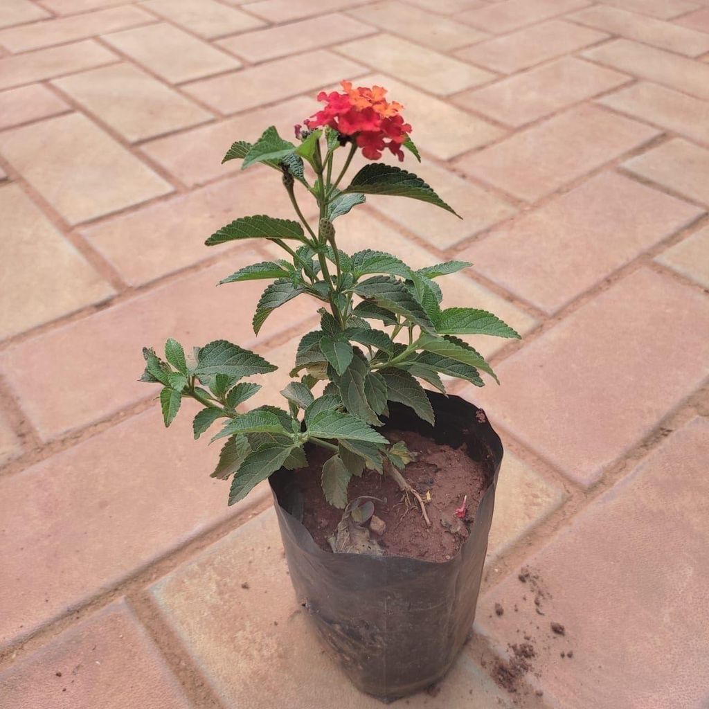 Lantana (Any Colour) in 3 Inch Nursery Bag