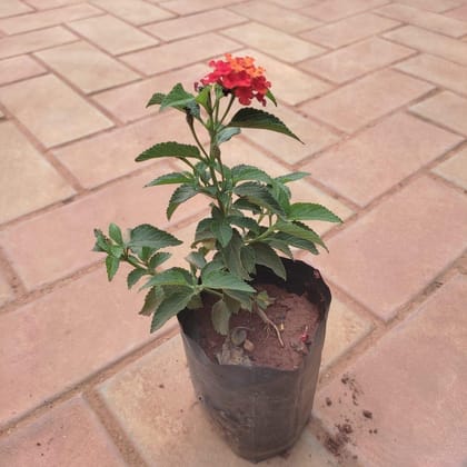 Buy Lantana (Any Colour) in 3 Inch Nursery Bag Online | Urvann.com