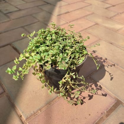 Buy Creeping Inch Plant in 4 Inch Plastic Pot Online | Urvann.com