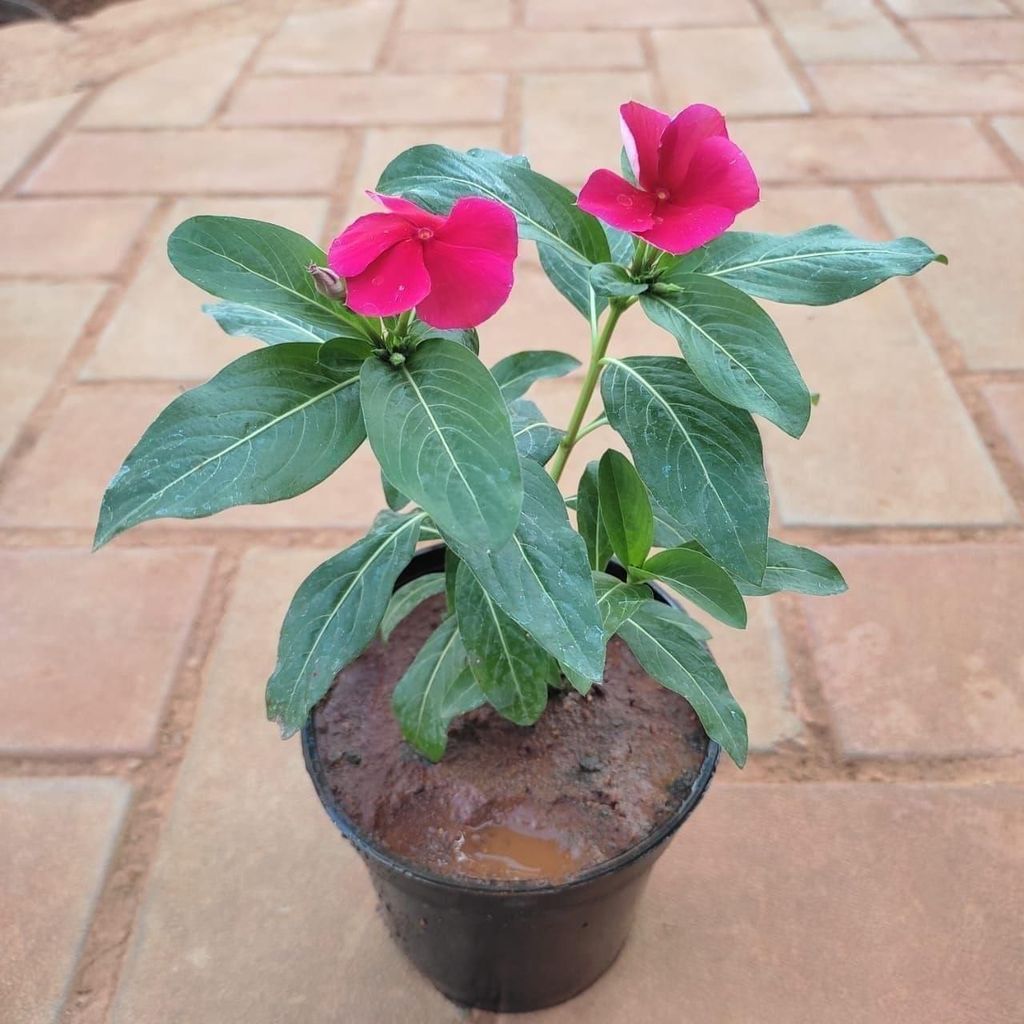 Periwinkle / Sadabahar / Vinca in 4 Inch Nursery Pot (Any Colour)