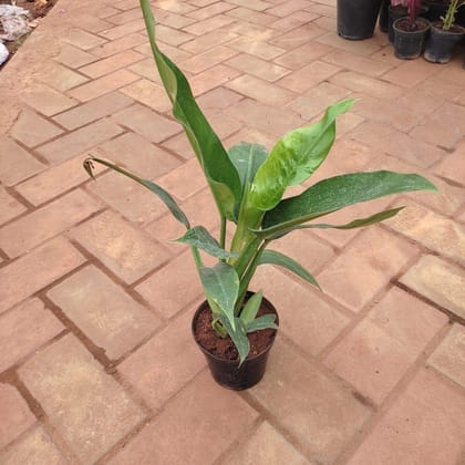 Buy Anthurium Pendulifolium in 4 Inch Plastic Pot Online | Urvann.com