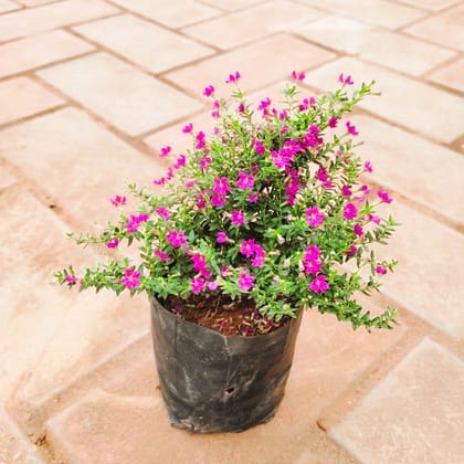 Cuphea / False Heather ( Any Colour) in 4 Inch Nursery Bag