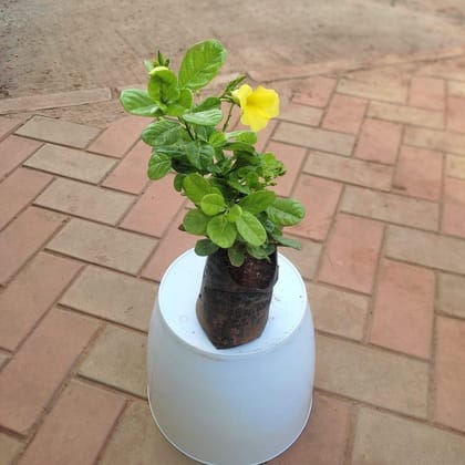 Buy Allamanda Capre in 4 Inch Nursery Bag Online | Urvann.com