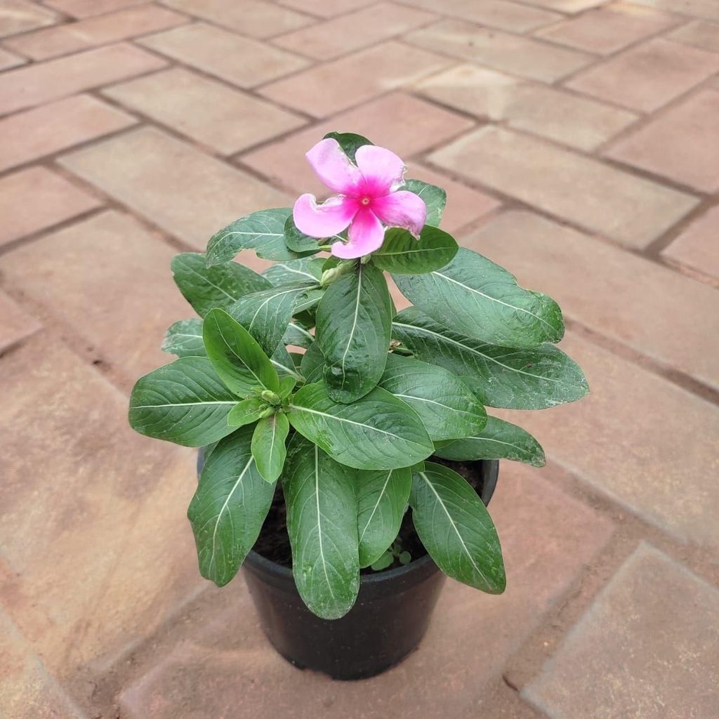 Vinca / Periwinkle / Sadabahar Pink (colour may vary) in 4 Inch Nursery Pot