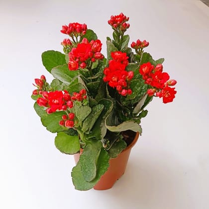 Buy Kalanchoe Red in 4 Inch Nursery Pot Online | Urvann.com