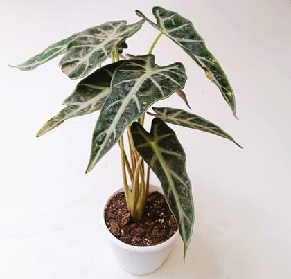 Buy Alocasia Bambino in 5 Inch Plastic Pot Online | Urvann.com