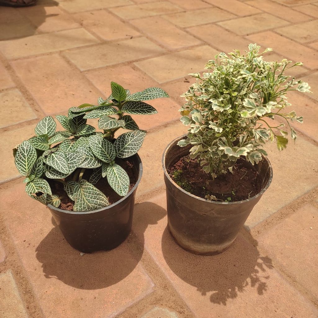 Set of 2 - Fittonia / Nerve Plant Green & Aralia White in 4 Inch Nursery Pot