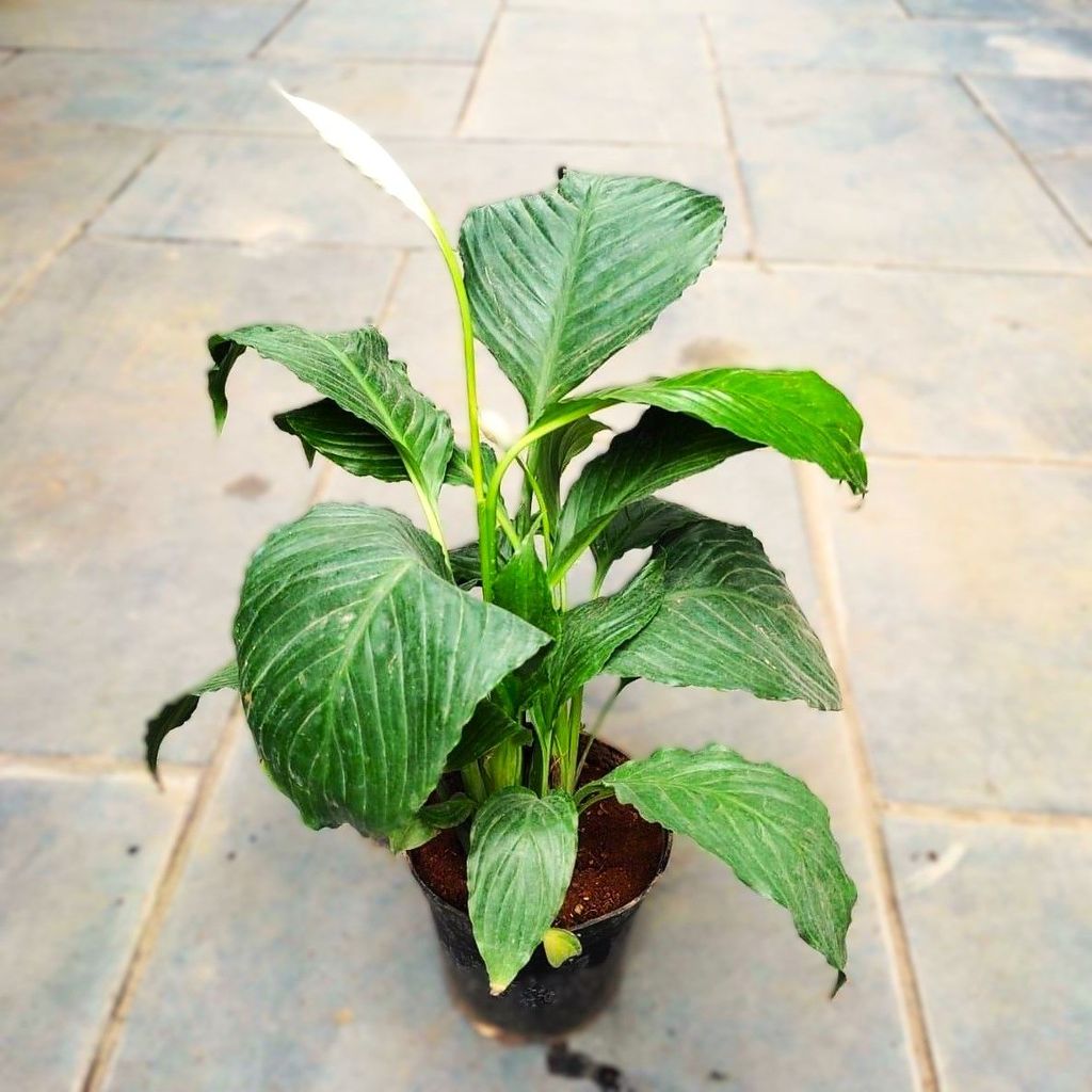 Peace Lily in 4 Inch Nursery Pot