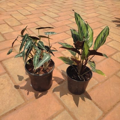 Buy Set of 2 - Alocasia Green & Pin- Stripe Calathea in 4 Inch Plastic Pot Online | Urvann.com