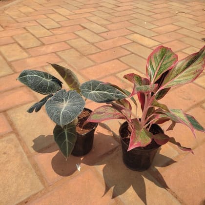 Buy Set of 2 - Alocasia Black & Aglaonema Lipstick in 4 Inch Plastic Pot Online | Urvann.com