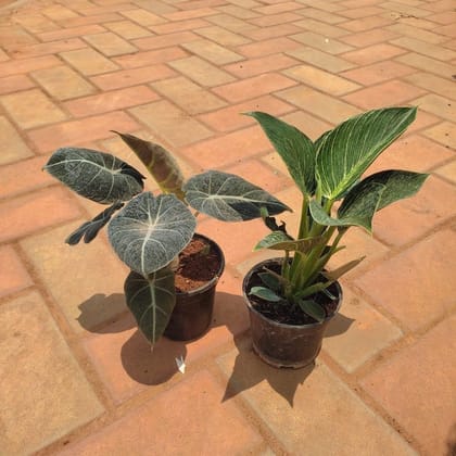 Buy Set of 2- Alocasia Black & Philodendron Birkin in 4 Inch Plastic Pot Online | Urvann.com