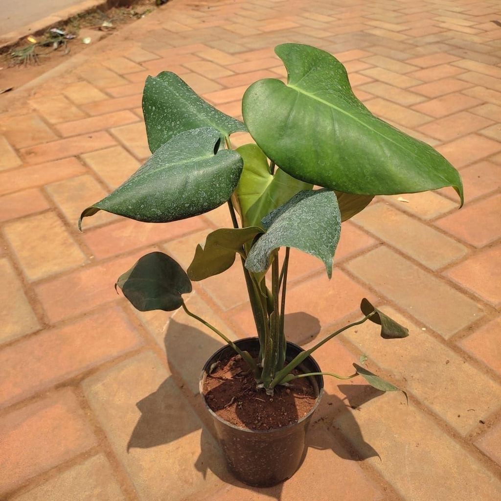 Monstera Big Leaf in 5 Inch Nursery Pot