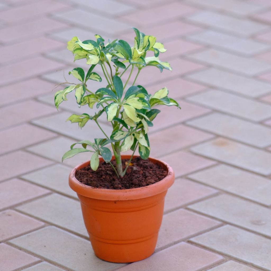 Schefflera Variegated in 7 Inch Classy Brown Plastic Pot