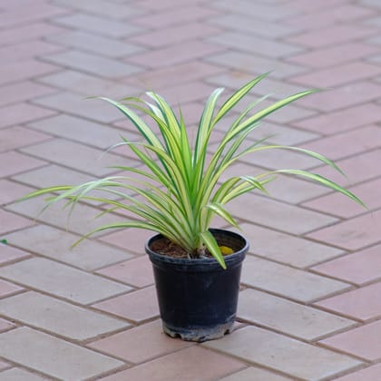 Buy Pandanus / Screw Pine in 4 Inch Nursery Pot Online | Urvann.com