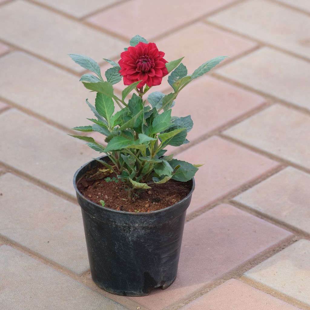 Dahlia Red in 5 Inch Nursery Pot