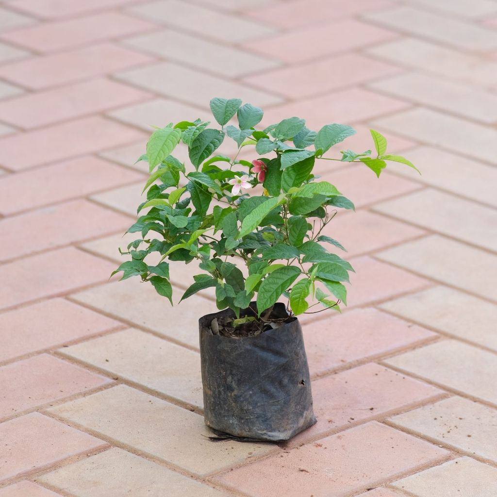 Madhu Malti / Rangoon Creeper (any colour) in 4 Inch Nursery Pot