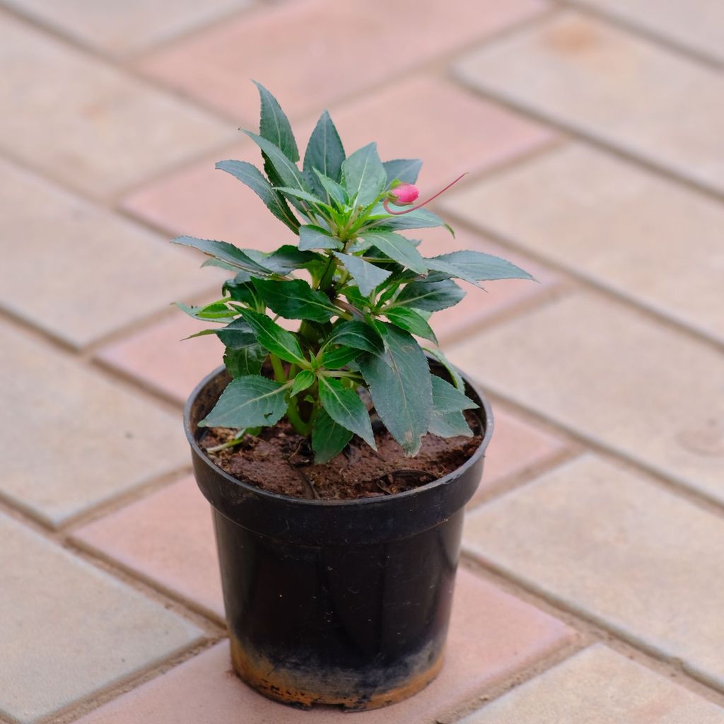 Impatient Balsamina (any colour) in 4 Inch Nursery Pot