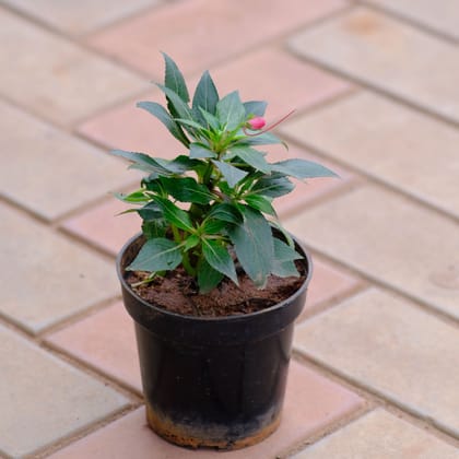 Buy Inpatients Balsamina (any colour) in 4 Inch Nursery Pot Online | Urvann.com