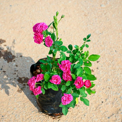 Button Rose Pink in 5 Inch Nursery Bag