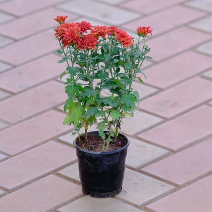 Buy Chrysanthemum / Guldaudi Orange in 4 Inch Nursery Pot Online | Urvann.com