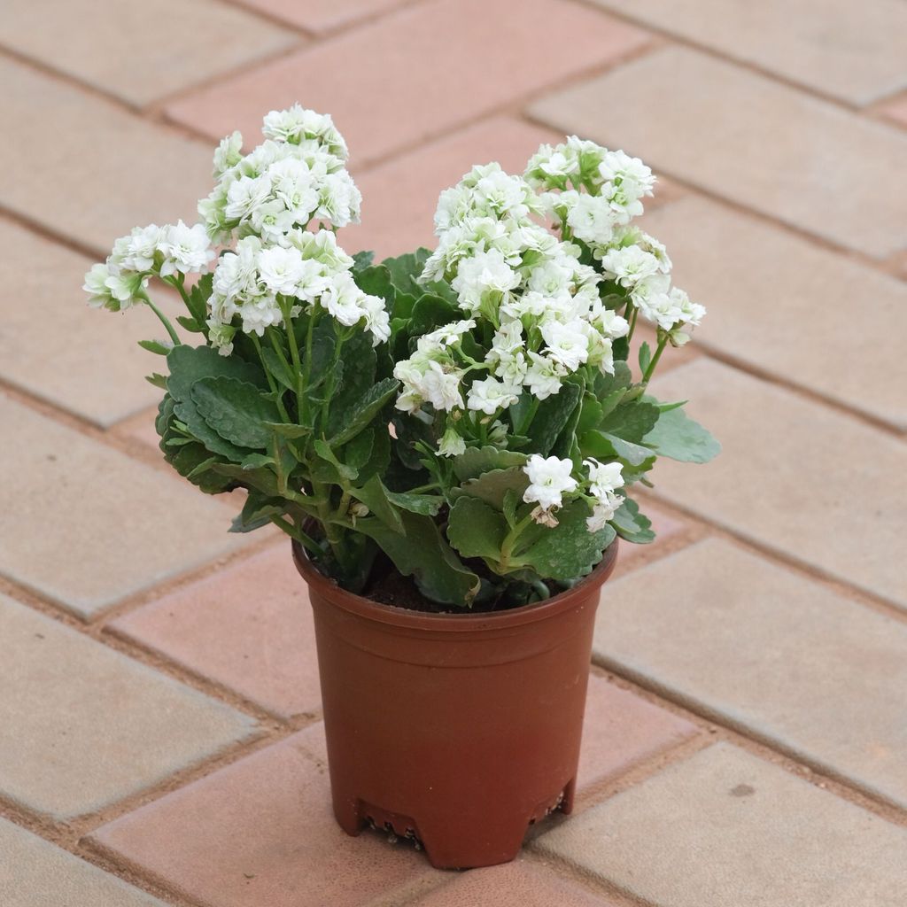 Kalanchoe Succulent White in 4 Inch Nursery Pot