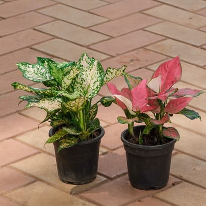 Buy Set of 2 - Aglaonema (Snow White & Red Vareigated) in 4 Inch Nursery Pot Online | Urvann.com