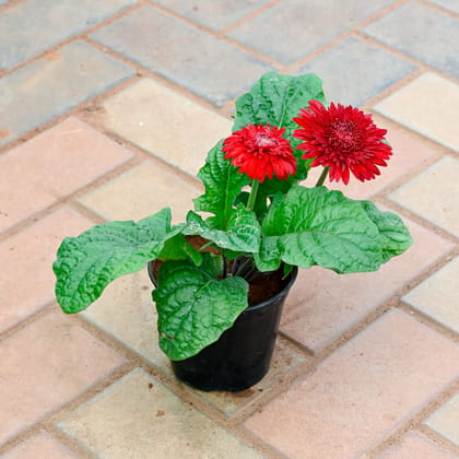 Buy Gerbera Red in 4 Inch Nursery Pot Online | Urvann.com