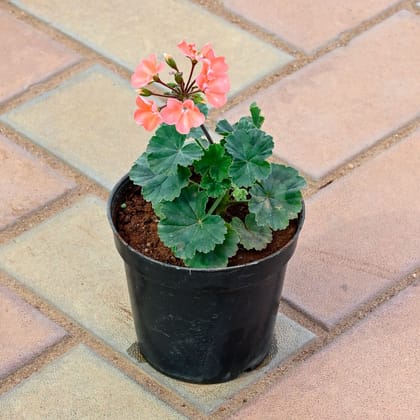 Buy Geranium Orange in 4 Inch Nursery Pot Online | Urvann.com