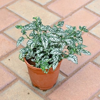 Buy Hypoestes / Polka Dot Green in 4 Inch Nursery Pot Online | Urvann.com