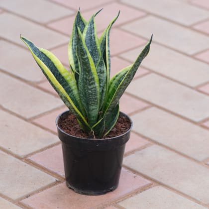 Buy Snake Long Variegated in 5 Inch Nursery Pot Online | Urvann.com