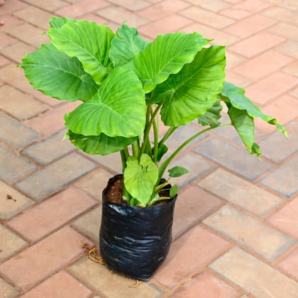 Buy Alocasia Macrorrhizos / Giant Taro in 8 Inch Nursery bag Online | Urvann.com