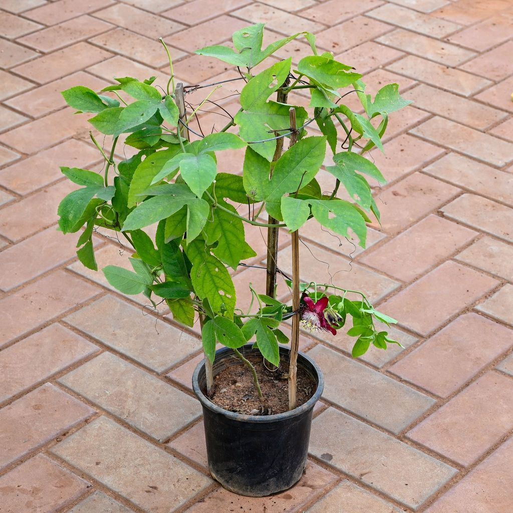 Passion Flower / Rakhi Bel / Passiflora (any colour) in 10 Inch Nursery Pot